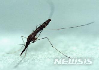 【세종=뉴시스】말라리아 감염을 일으키는 중국얼룩날개모기 암컷 성충. (사진=질병관리본부 제공) photo@newsis.com