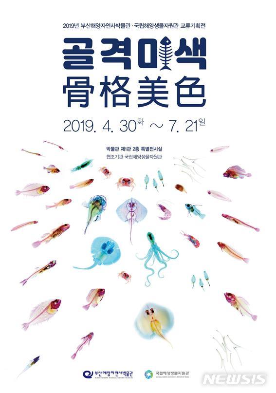  [부산=뉴시스] 허상천 기자 = 부산시 해양자연사박물관은 오는 30일부터 7월 21일까지 83일간 박물관 제1관 특별전시실에서 2019년 교류기획전 ‘골격미색骨格美色’전을 개최한다고 25일 밝혔다. 2019.04.25. (사진 = 해양자연사박물관 제공) photo@newsis.com