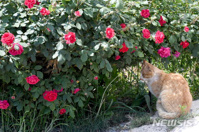 [서울=뉴시스] 고양이 한 마리가 장미가 활짝 핀 화단에 앉아 휴식을 취하고 있다. (사진=뉴시스 DB). photo@newsis.com