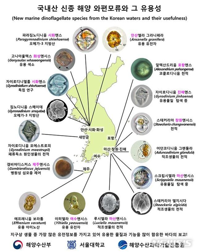 【서울=뉴시스】국내산 신종 해양 와편모류. (제공 = 해수부)