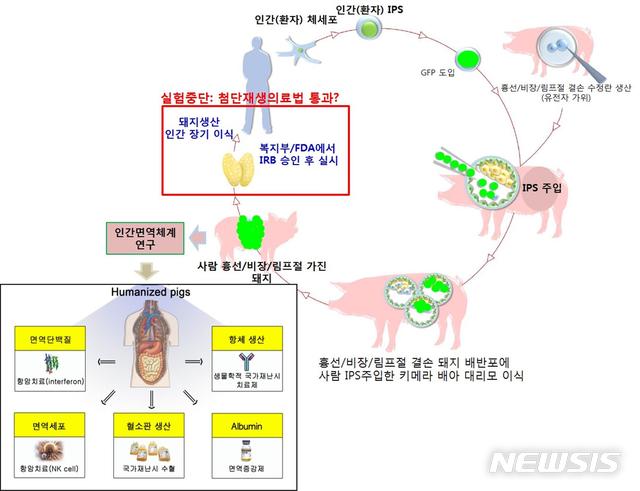 【서울=뉴시스】면역결핍돼지와 인간유도만능줄기세포(iPSC)를 활용한 인간면역체계를 가진 돼지 생산. (사진/건국대 제공)  photo@newsis.com