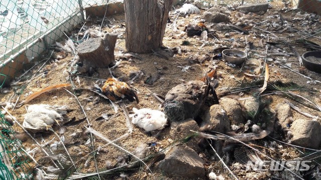 의정부시 호원동의 한 식당 축사에 침입한 들개떼에게 물려 죽은 닭들.   (사진=독자 제공)
