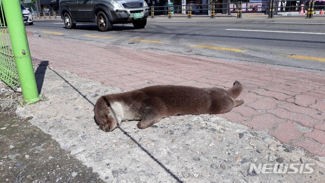 【진주=뉴시스】정경규 기자 = 도로변에서 죽은채 발견된 수달.