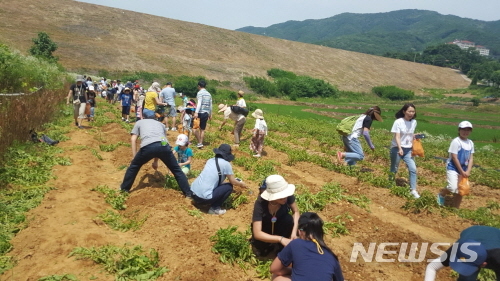 【서울=뉴시스】서울 성동구 무학중학교는 지난 3일부터 강원도 양구를 방문해 학부모와 자녀가 함께하는 농촌체험 및 봉사활동을 진행하고 있다. 2019.05.28. (사진=성동구 제공)