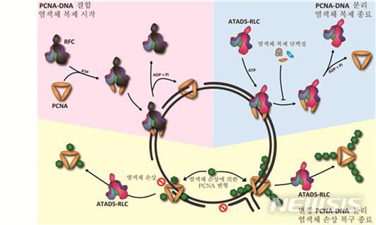 【서울=뉴시스】증식성세포핵항원(PCNA)과 DNA의 결합 및 분리 메커니즘. RFC(Replication Factor C, 복제인자C)가 증식성세포핵항원과 결합된 후, 증식성세포핵항원과 DNA의 결합으로 염색체 복제가 시작된다(왼쪽 위). 염색체 복제 후, ATAD5-RLC는 DNA에서 역할이 끝난 증식성세포핵항원의 고리 구조를 열어 증식성세포핵항원을 DNA로부터 분리시킨다(오른쪽 위). ATAD5-RLC가 염색체 손상에 의해 변형된 증식성세포핵항원을 DNA로부터 제거한다(아래). (사진/IBS 제공) photo@newsis.com