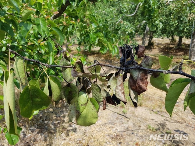 【청주=뉴시스】과수화상병이 발생한 과수원의 사과나무. (사진=뉴시스 DB) photo@newsis.com