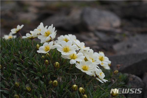 【서울=뉴시스】극지연구소는 노르웨이 최북단 지역의 식물을 우리말로 소개한 책 '한 눈에 보는 스발바르 식물'을 발간했다고 밝혔다. 사진은 담자리꽃나무 모습. (사진/극지연구소 제공)  photo@newsis.com