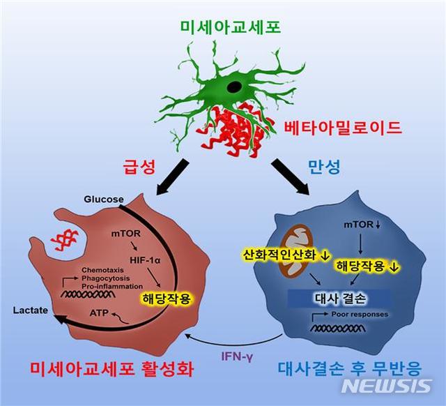  【서울=뉴시스】미세아교세포에 급성으로 베타아밀로이드가 노출되었을 때 세포는 미토콘드리아를 통한 산화적 인산화로 에너지를 만드는 것 보다 에너지 효율이 빠른 해당작용을 선택하는 에너지 대사 재편성과정을 통해 빠르게 활성화가 일어난다. 이런 활성화는 세포 포식작용 (Phagocytosis)을 하여 세포 내 존재하는 응집된 베타아밀로이드를 제거하는 역할을 하며 다양한 염증성 사이토카인을 분비하게 된다. 반면에 만성적으로 베타아밀로이드에 미세아교세포가 노출된 경우에는 정상적인 세포의 대사과정인 미토콘드리아에 의한 에너지 생성이나 해당작용을 통한 에너지 생성 모두가 작용을 하지 못하게 되면서 미세아교세포의 고유기능을 잃어버리게 된다. 이것을 감마인터페론을 주입하여 다시 회복시킬 수 있음을 확인했다. (사진/과학기술정보통신부 제공) photo@newsis.com