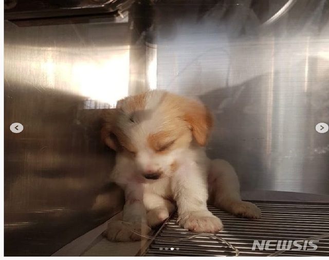 【인천=뉴시스】 병원에서 치료받던 중 숨진 생후 한달된 강아지.(인스타그램 캡처)