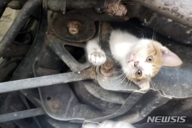 【프랭크퍼트(켄터키)=AP/뉴시스】 지난 10일(현지시간) 자동차 프레임이 갇혀 있던 9주 된 새끼 고양이가 극적으로 구출됐다. 고양이는 하부 프레임에 낀 채 약 50km의 이동거리를 버텨낸 것으로 보인다. 2019.07.12.