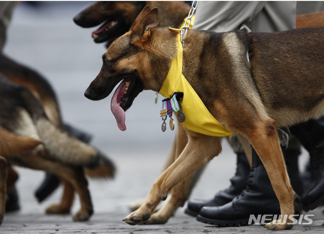 'IS 수괴 사망' 작전투입 군견 K-9에 '관심'…폭발물에 부상입어 