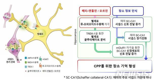 【서울=뉴시스】별세포를 통한 특정 장소 선호(CPP) 기억 형성의 분자 및 세포적 메커니즘. 베타-엔돌핀 또는 모르핀에 의하여 해마 별세포의 뮤-오피오이드수용체에 결합하면, TREK-1을 통하여 별세포로부터 글루타메이트가 분비되어 SC-CA1 신경세포의 신호전달이 증가하게 된다. 이 때 장소에 대한 정보가 뇌에 들어오면 SC-CA1 신경세포의 신호전달이 증가하게 된다. 뇌에서 베타-엔돌핀이 분비되거나 강력한 마약성 진통제인 모르핀을 투약함과 동시에 장소에 대한 정보가 인식되면 해마의 SC-CA1 시냅스의 장기강화가 형성되어 특정 장소 선호(CPP) 기억이 형성된다. 이런 메커니즘을 통해 베타-엔돌핀이 분비되거나 모르핀을 투약하였던 장소를 기억하고 좋아하게 된다.(사진/IBS 제공) photo@newsis.com