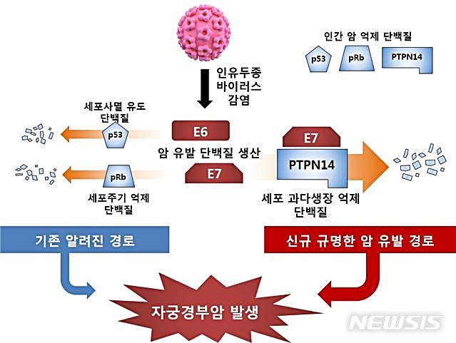 【대전=뉴시스】 김양수 기자 = 바이러스에 의한 자궁경부암 발병 흐름도. 신규 경로인 오른쪽 그림을 보면 바이러스 암 유발 단백질 E7이 세포 과다성장을 억제하는 인간 암 억제 단백질(PTPN14)와 결합해 분해를 유도, 자궁경부암을 유발한다는 사실을 알 수 있다.2019,08.13(사진=한국생명공학연구원 제공) photo@newsis.com