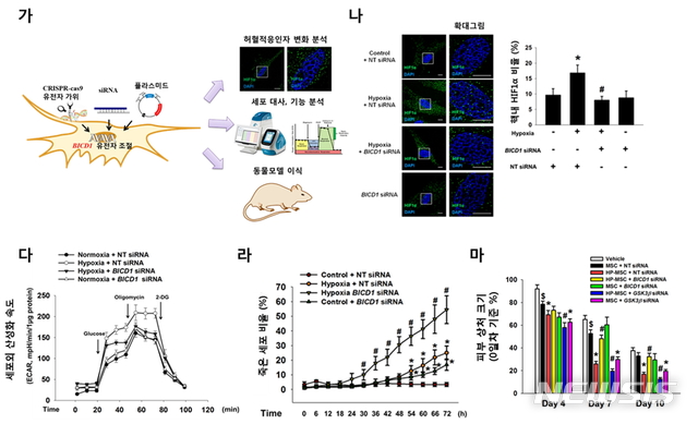 【서울=뉴시스】(그림1) BICD1 조절이 줄기세포 허혈적응과 이식치료효과에 미치는 영향. (가) 허혈성 환경에서 BICD1의 생리학적 역할을 규명하기 위해 다양한 모델과 유전자 편집 및 조절 기술이 활용됐다. (나) 줄기세포 내 BICD1 발현을 억제했을 때 허혈환경에서 유도되는 HIF1α의 핵 내 비율은 감소했으며,(다) 해당과정으로 전환되는 세포의 속도는 감소했다. (라) 반대로 줄기세포 내 BICD1 발현을 증가시켰을 때 장시간 허혈환경에 노출된 줄기세포의 생존률은 감소했으며, (마) 동물모델에 줄기세포 이식 시 조직재생이 지연됐다. (그림/한호재 서울대 교수 연구팀 제공) photo@newsis.com