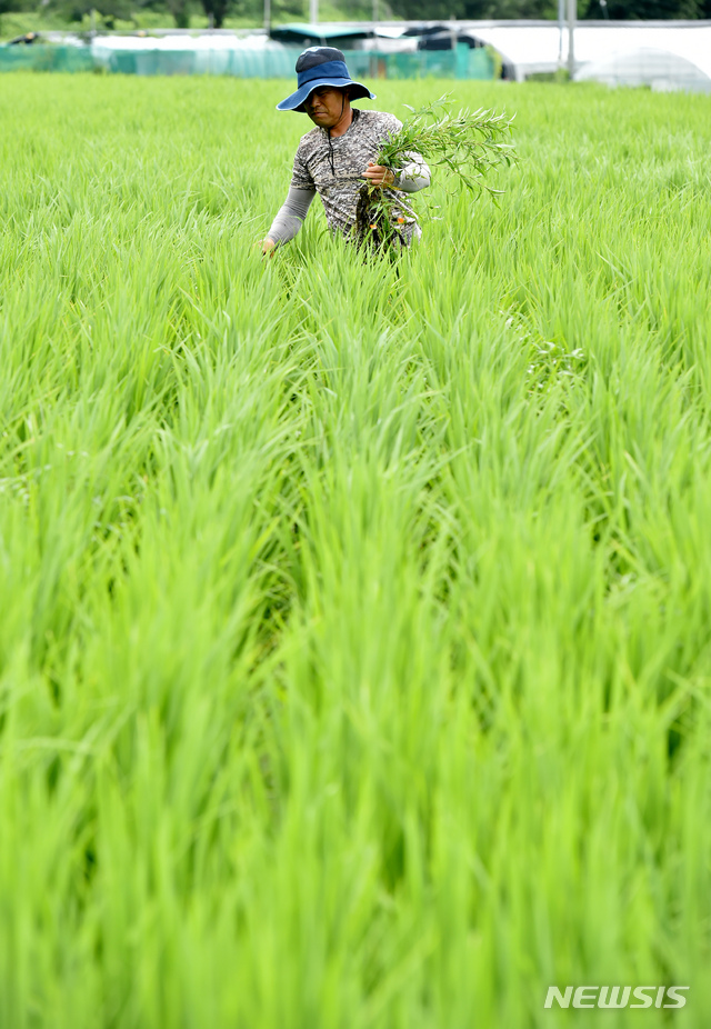 한국 쌀 관세율 513% 확정…WTO, 공식 승인(종합)