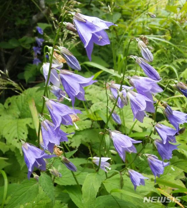 【산청=뉴시스】 지리산 야생화 '모시대'.