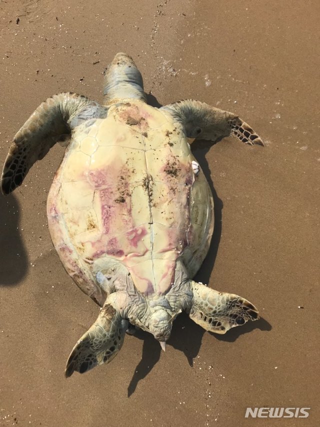 【포항=뉴시스】강진구 기자 = 20일 오후 1시5분께 경북 포항시 북구 흥해읍 용한리 간이해변 백사장에서 멸종위기종인 20㎏가량의 죽은 푸른바다 거북이가 발견됐다.사진은 이번에 발견된 푸른바다 거북이 배쪽면.2019.08.20.(사진=포항해양경찰서 제공) photo@newsis.com