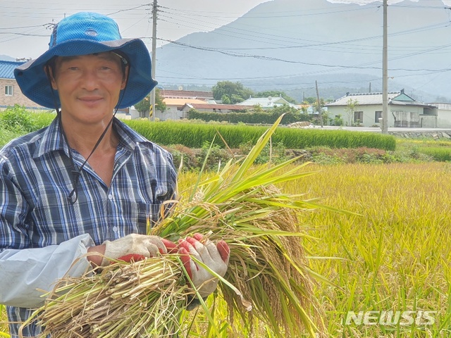 【고성(경남)=뉴시스】신정철 기자=경남 고성군 거류면 신용리 마동마을 성재종 씨 농가에서 20일 올해 첫 벼 수확의 기쁨을 누렸다. 이날 성 씨는 논 8149㎡ 면적에서 벼 8000㎏을 수확하고 “이번에 수확한 조기재배 쌀이 건강한 추석밥상에 오르기를 바란다”고 말했다. 2019.08.20.(사진=고성군 제공)  photo@newsis.com