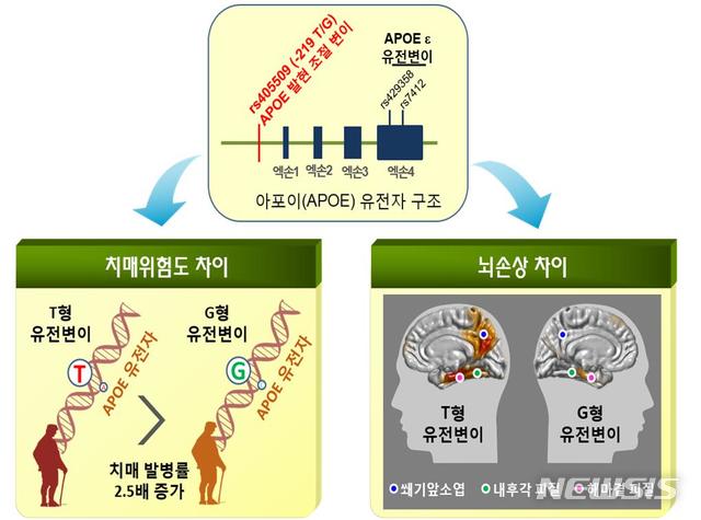 【광주=뉴시스】 송창헌 기자 = 한국인을 포함한 동아시아인의 치매발병율이 경제협력개발기구(OECD) 평균보다 높다는 사실과 이유가 조선대 치매 국책연구단 연구 결과 과학적으로 확인됐다. 치매발병률을 높이는 아포이(APOE) 유전자의 새로운 유전자변이. 2019.09.05 (사진=조선대 치매국책연구단 제공)photo@newsis.com