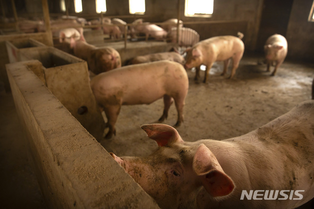 중국서 올들어 아프리카 돼지열병 재확산...14건 발생