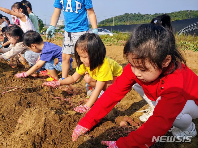 유·초·중·고교생 1300명, 성남시민농원에서 고구마 캔다