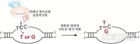 【서울=뉴시스】아데닌 염기교정 유전자가위의 시토신 치환 모식도. 아데닌 염기교정 유전자가위는 크리스퍼 유전자가위와 아데닌 탈아미노효소가 결합된 형태로써, DNA 서열 중 아데닌(A)을 찾아 구아닌(G)으로 교체할 수 있다고 알려져 있다. 연구진은 아데닌 염기교정 유전자가위가 그림처럼 5‘-TCC-3’와 같은 시토신이 두 개 이상인 시퀀스에서 시토신(C)을 티민(T) 또는 구아닌(G)과 같은 다른 염기로 정교하게 교정할 수 있다는 것을 밝혀냈다.(그림/기초과학연구원 제공) photo@newsis.com