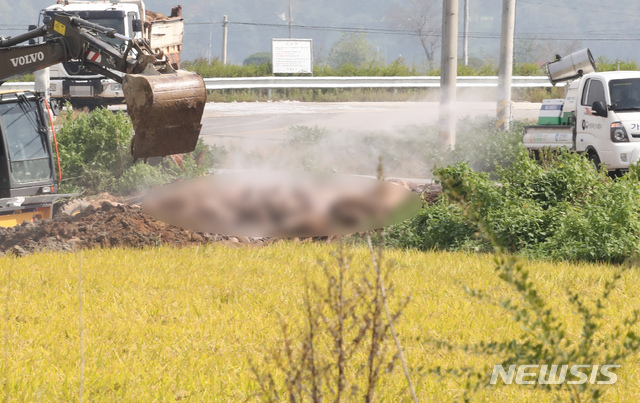 [강화=뉴시스] 전진환 기자 = 인천시 강화군 붙은면 소재 한 돼지농장에서 아프리카돼지열병(ASF)이 발생한 가운데 지난해 9월26일 오전 농장 인근 매립지에서 방역차량이 살처분된 돼지에 방역작업을 하고 있다. 2019.09.26.  amin2@newsis.com