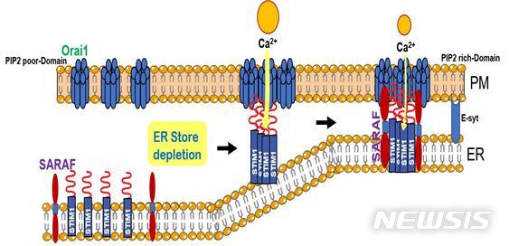 【서울=뉴시스】SARAF, Orai1, Stim1 모식도. 소포체에 칼슘이온(Ca2+)이 고갈되면 소포체 막에 있는 Stim1과 세포막에 있는 Orai1이 각각 모이게 되고, 서로 결합하면서 칼슘이온 통로가 열리고 세포 안으로 칼슘이온 유입이 시작된다. 과도한 칼슘이온 유입을 멈추기 위해 SARAF가 Stim1과 결합한다.(그림/신동민 연세대 교수 연구팀 제공) photo@newsis.com