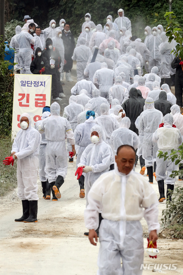 【파주=뉴시스】김병문 기자 = 국내 10번째 아프리카돼지열병(ASF)이 발병한 2일 오전 경기 파주 파평면의 ASF 확진 판정을 받은 돼지 사육 농가로 방역당국 관계자들이 돼지 살처분을 위해 이동하고 있다. 2019.10.02.  dadazon@newsis.com