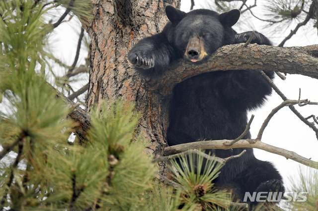 【래틀스네이크=AP/뉴시스】2019년 10월 3일(현지시간) 미국 몬태나주 미줄라 인근 래틀스네이크의 클라크포크 학교 주변 소나무 위에서 암컷 흑곰 한 마리가 혀를 내민 채 낮잠을 자고 있다. 
