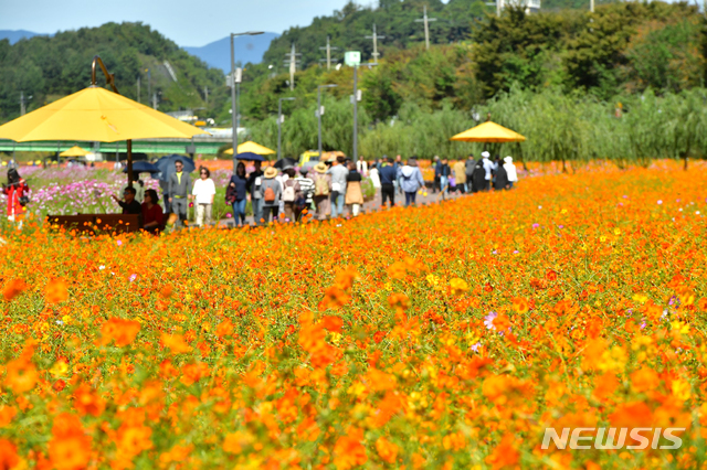 【장성=뉴시스】이창우 기자 = 대한민국 대표 꽃 축제로 발 돋음 한 장성 황룡강 노란꽃잔치가 올 해도 구름 관람객을 불러 모으며 대박을 터트린 가운데 13일 축제가 성공적으로 폐막했다. 사진은 황화 코스모스가 만개한 황룡강 꽃단지. 2019.10.13 (사진=장성군 제공) photo@newsis.com