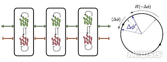 박테리아들의 복잡한 상호작용(왼쪽)을 수학을 이용해 원위의 점들의 상호작용으로 단순화(오른쪽)시켜 양성 피드백룹이 전체 공간 동기화를 이뤄내는 원리.