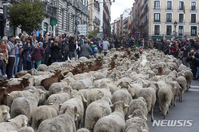 【마드리드=AP/뉴시스】 20일(현지시간) 스페인 마드리드에서 수백 마리의양떼들이 길을 건너고 있다. BBC에 따르면 이날 열린 '양 떼 이동 축제(Fiesta de la Trashumancia)'에서 약 2000마리의 양떼가 마드리드 중심가를 건넜다. 2019.10.21.