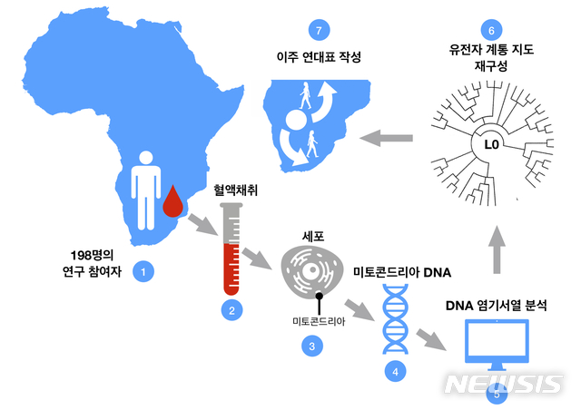 【서울=뉴시스】혈액 샘플로부터 L0 유전자 뿌리를 추적하는 과정. 남아프리카에 남아있는 L0 유전자 그룹 후손들은 인류 유전 역사 중 가장 오래된 부분을 갖고 있다. 많은 개인으로부터 획득한 미토콘드리아DNA 염기서열을 통해 연구진은 L0 그룹의 하위계통 발생 연대표를 재구성했다. 유전자 계통 지도로부터 유전적 발산 시간을 추정하면 과거 이주들의 연대표를 재구성할 수 있다. (사진/기초과학연구원 제공) photo@newsis.com