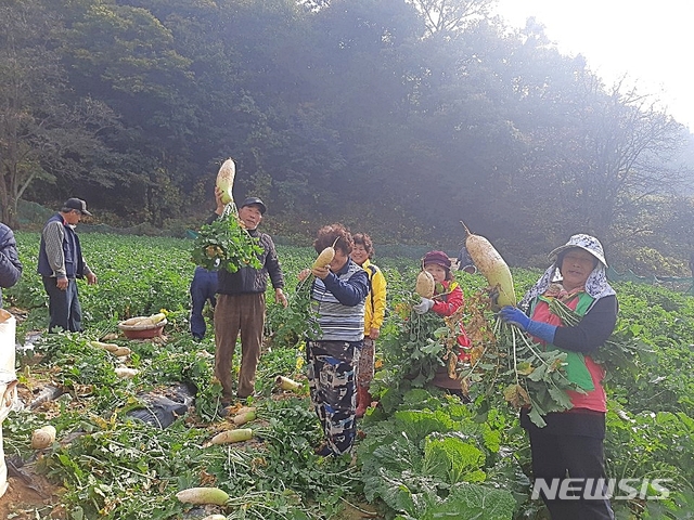 【보은=뉴시스】충북 보은군 마로면 적암리 어르신들이 지난 3일 공동 재배한 무를 수확하고 있다.(사진=보은군 제공) photo@newsis.com