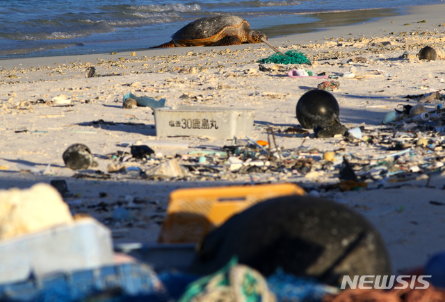 【미드웨이환초=AP/뉴시스】초록 바다거북 한 마리가 미 하와이주 미드웨이 환초 플라스틱과 해양 쓰레기가 가득한 해변에서 휴식을 취하고 있다. 2019.11.07. 