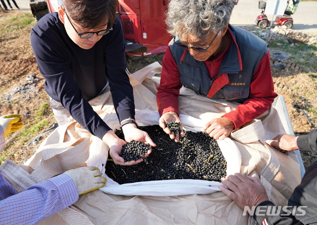 【서울=뉴시스】정식품 관계자가 경남 사천시 곤명면에 위치한 계약재배 검은콩 밭에서 콩 수확을 돕고 있다.  