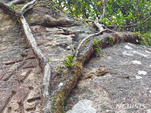 일엽초, 경남 남해군 금산 정상부 기암괴석에 뿌리를 내린 줄사철나무 공기뿌리와 공생하고 있다.