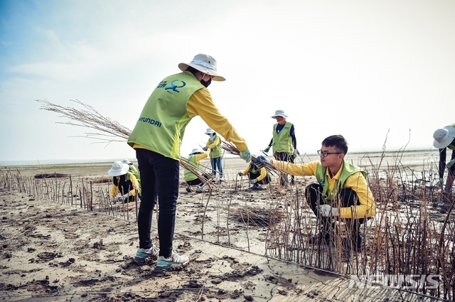【서울=뉴시스】올해 8월 하기노르 지역에서 실시된 내몽고 사막화 방지사업 '현대그린존 프로젝트'에서 봉사단이 사막화 방지 활동을 하는 모습. (사진=현대차 제공)