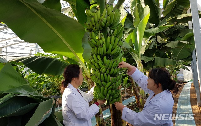 달성군농업기술센터가 시험재배에 성공한 바나나 