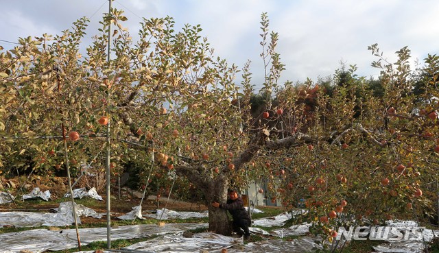 [산청=뉴시스] 경남 산청에 52살된 사과나무.