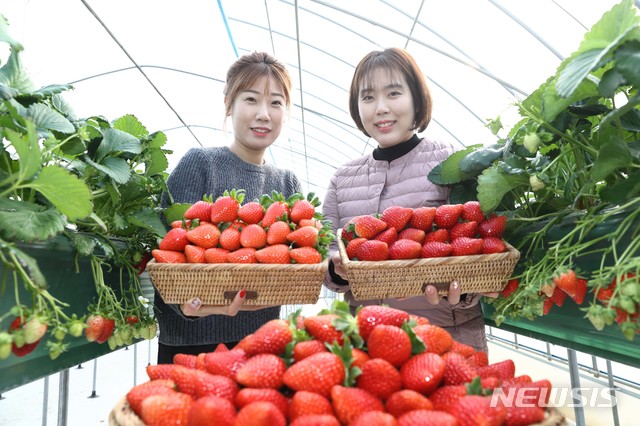 [서울=뉴시스] 국산 딸기 외국에서 인기. (사진=농촌진흥청 제공) 2019.12.23. photo@newsis.com