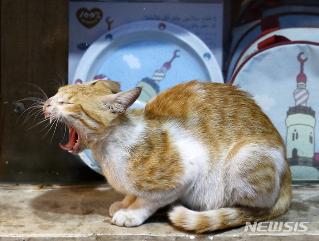 홍콩 확진자 고양이도 '코로나19' 검사 양성 반응 