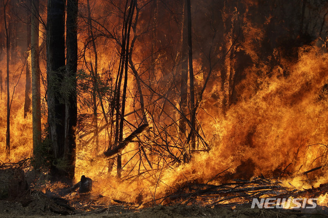 [토메롱=AP/뉴시스]8일(현지시간) 호주 동남부 뉴사우스웨일스(NSW)주 남부 해안 마을 토메롱 인근에서 NSW주 소방관들이 대형 산불을 저지하기 위해 의도적으로 놓은 불이 거세게 타오르고 있다. 2020.01.08. 