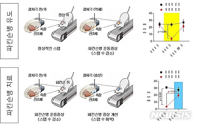 광유전학방법을 도파민 신경세포에 적용해 파킨슨병 유도 및 치료하는 모식도. 정상 쥐의 도파민 신경세포에 빛자극을 줘 잠들게(억제)하면 스텝 수가 감소하고 파킨슨병 운동증상이 나타난다. 반대로 파킨슨병 쥐의 도파민 신경세포에 빛자극을 줘 깨우면 감소했던 스텝 수가 회복되며 파킨슨병 운동증상이 개선된다.