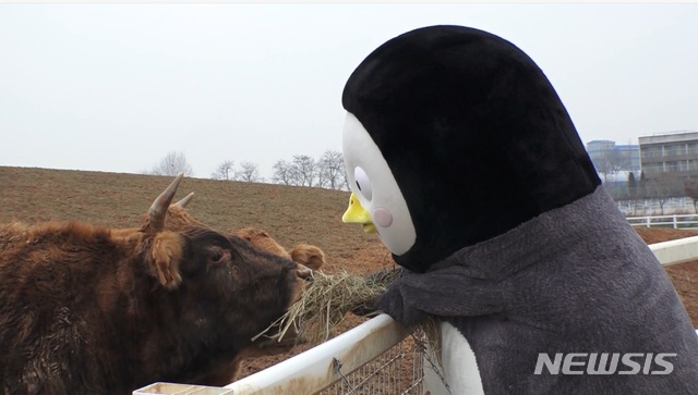 [서울=뉴시스] 소에게 먹이를 주고 있는 펭수.(사진=한국관광공사 제공) 2020.1.15 photo@newsis.com