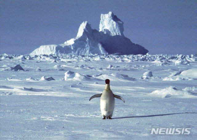 [남극=AP/뉴시스]아르헨티나 남극 연구 기지는 남극 대륙 온도가 18.3도까지 올랐다고 지난 5일(현지시간) 밝혔다. 기지 관계자는 이 수치가 세계기상기구로부터 검증을 받아야 하지만 2015년 3월에 기록된 17.5도 이후 5년 만에 최고 기온이 0.8도 높아진 것이라고 전했다. 사진은 촬영 날짜 미상의 사진으로 남극 빙하에 서 있는 펭귄의 모습. 2020.02.08.