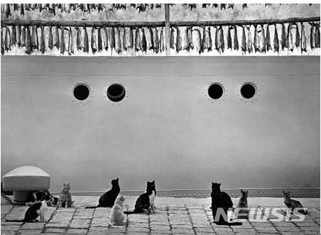[서울=뉴시스]펜티 사말라티, Iceland (Cats looking up at hanging fish), 1980© Pentti Sammallahti 사진=공근혜갤러리 제공.2020.2.18.hyun@newsis.com