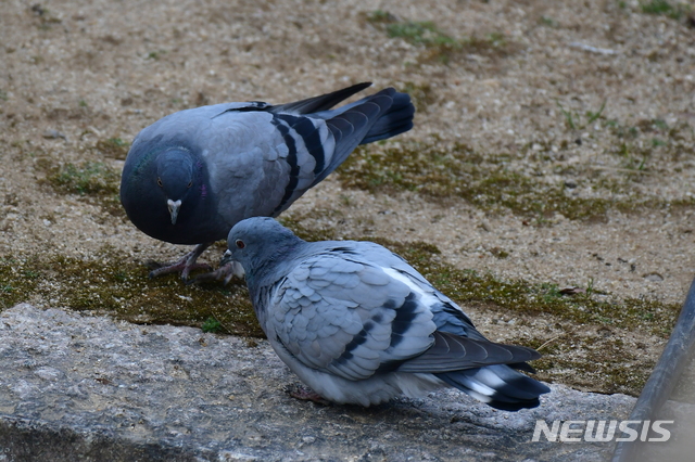 화엄사 경내에 있는 집비둘기(왼쪽)와 양비둘기(오른쪽). (사진=국립생태원 제공) 