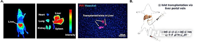 쥐 췌장섬을 PiF로 염색한 뒤 간문맥으로 이식하고 생체 외 이미징을 통해 간에 이식된 쥐 췌장섬의 형광 신호를 확인했다(A).  (B)는 췌장섬 이식과정 모식도